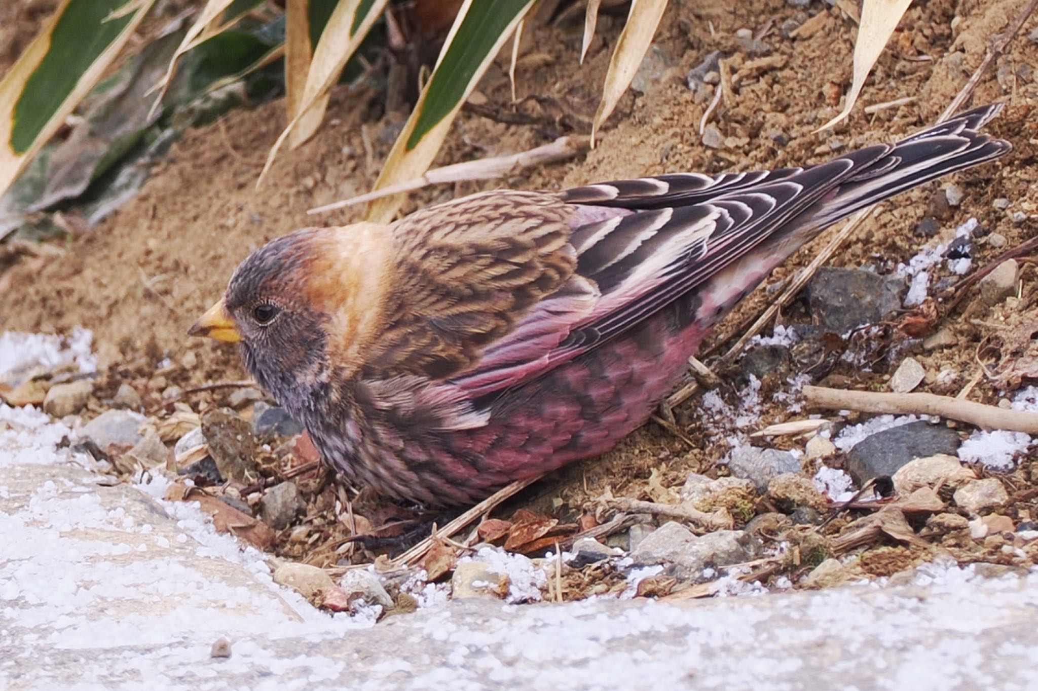 Asian Rosy Finch