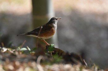 Grey-backed Thrush 西南杜の湖畔公園(福岡市) Sat, 2/20/2021