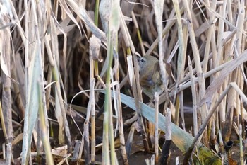 Japanese Bush Warbler 泉の森公園 Thu, 1/5/2023