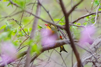 Red-billed Leiothrix 宝塚市 Fri, 4/6/2018