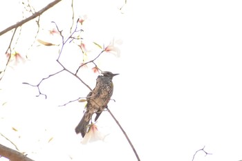 Brown-eared Bulbul 大阪市立大附属植物園 Sat, 3/24/2018