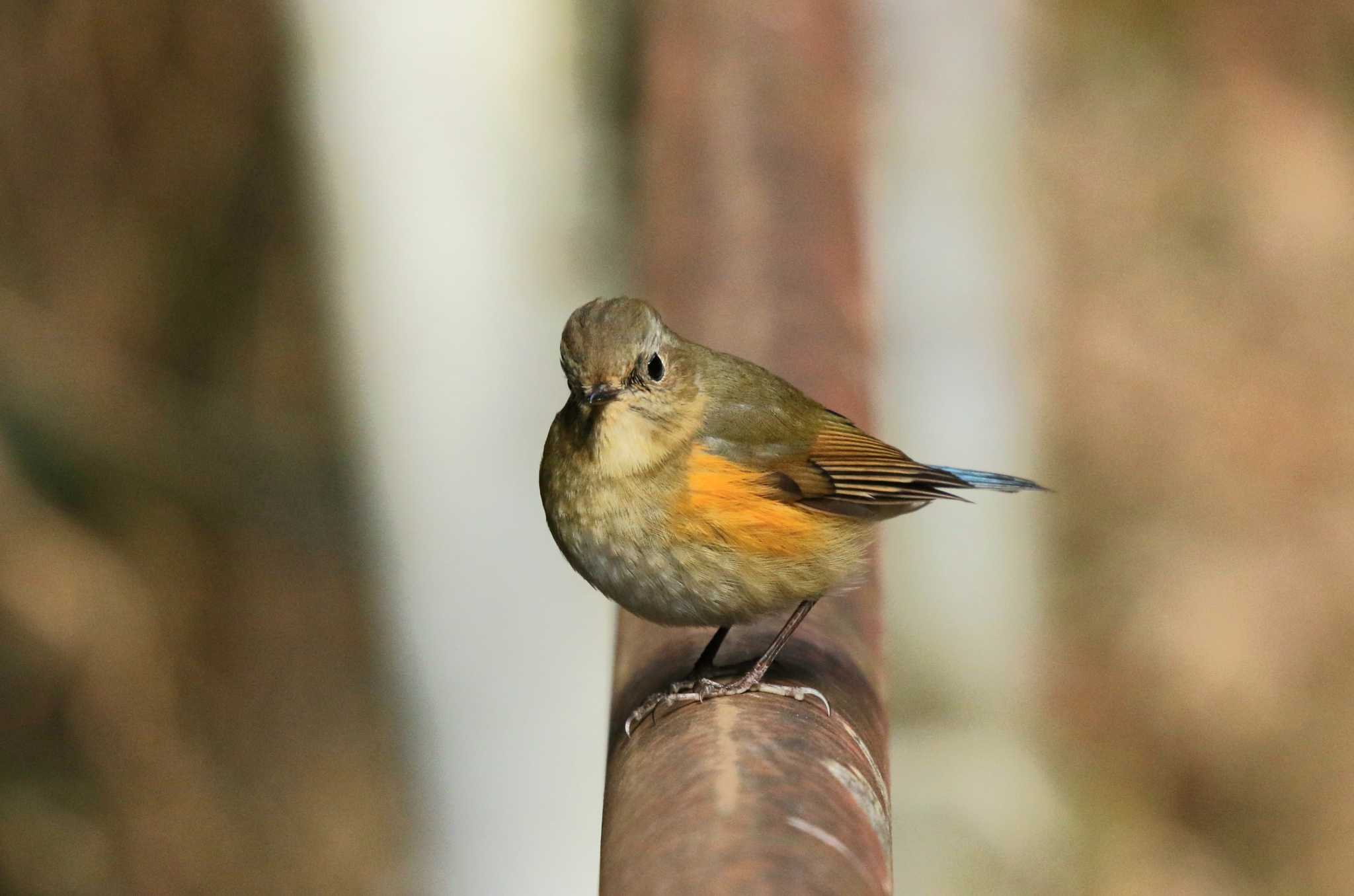 Photo of Red-flanked Bluetail at 玉川(厚木市) by Tak4628