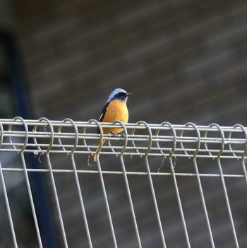 Daurian Redstart 玉川(厚木市) Wed, 1/25/2023