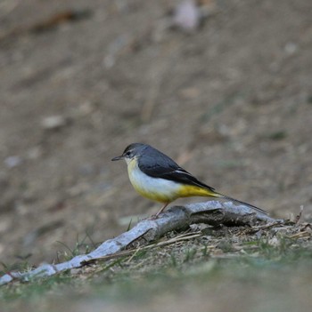 Grey Wagtail 玉川(厚木市) Wed, 1/25/2023