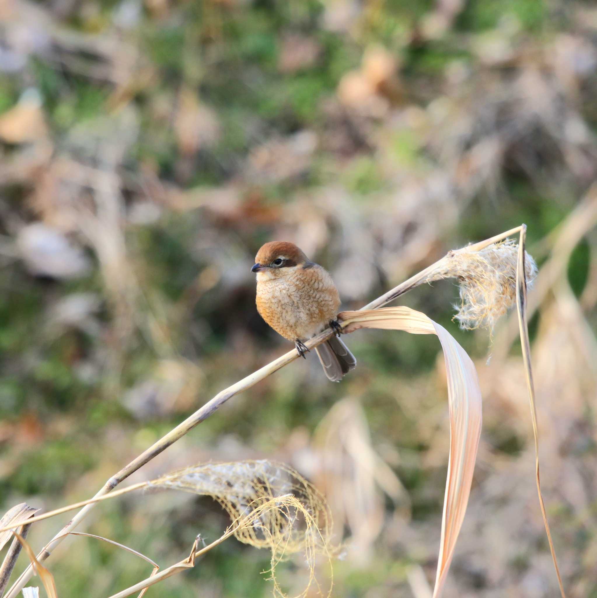 Bull-headed Shrike