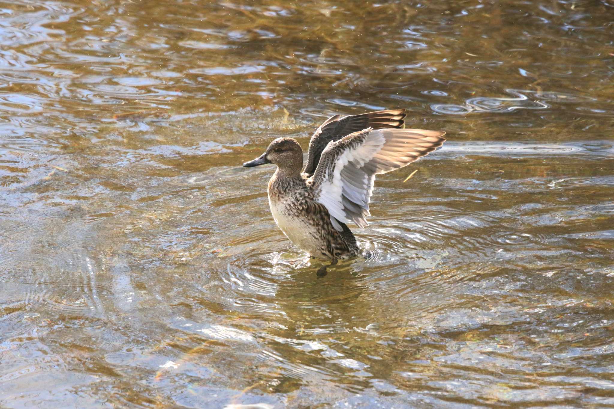 Eurasian Teal