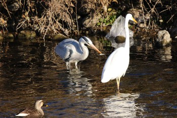 Grey Heron 玉川(厚木市) Wed, 1/25/2023