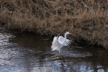 Great Egret 玉川(厚木市) Wed, 1/25/2023