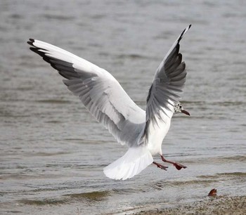 Black-headed Gull 東京都大田区 Fri, 4/6/2018