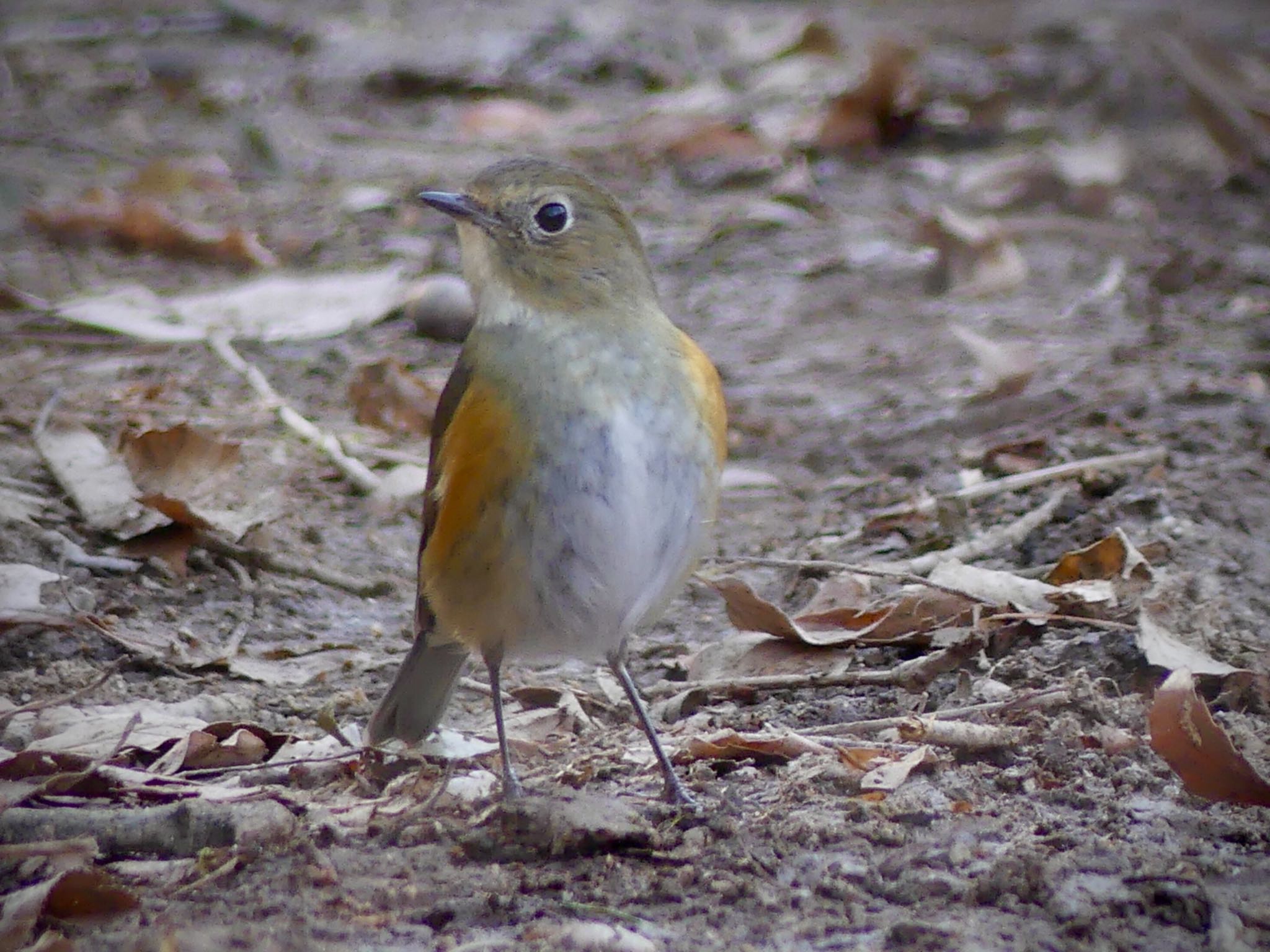 Red-flanked Bluetail