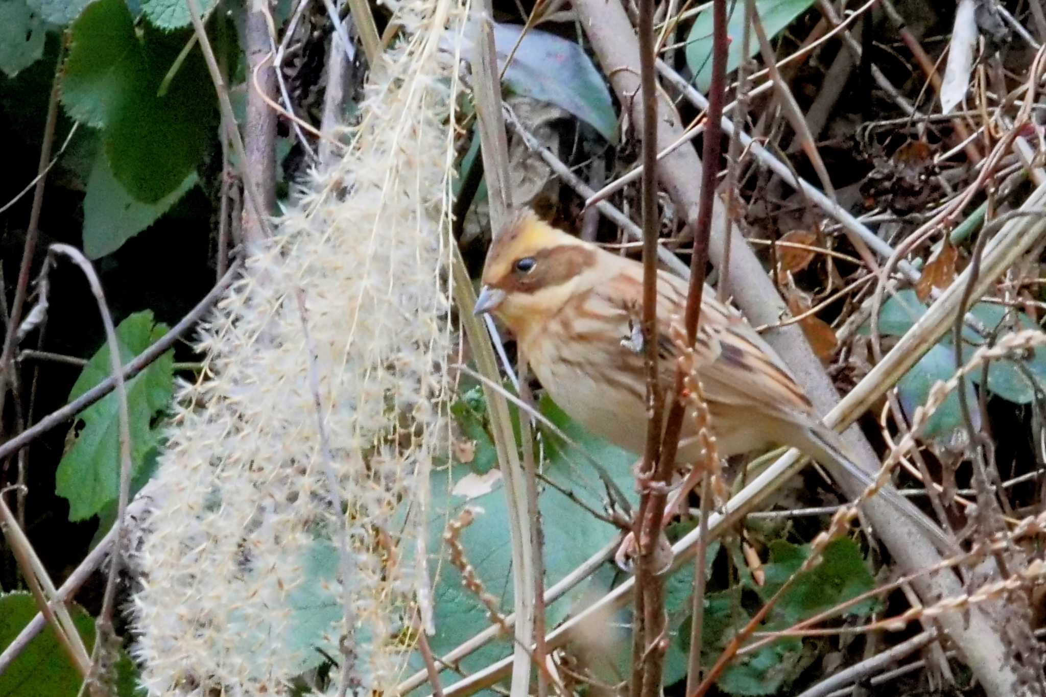 Yellow-throated Bunting