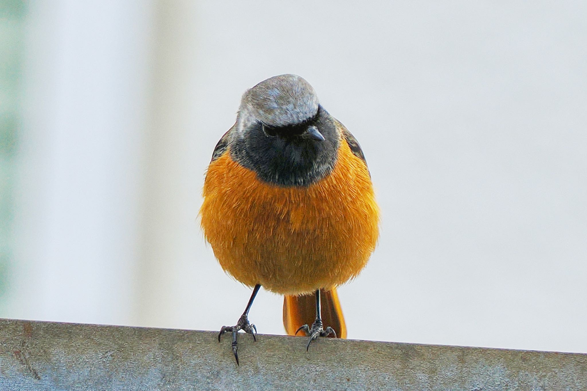 Daurian Redstart