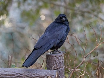 Wed, 1/25/2023 Birding report at 横浜市立金沢自然公園