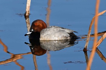 Common Pochard 城沼 Fri, 1/20/2023