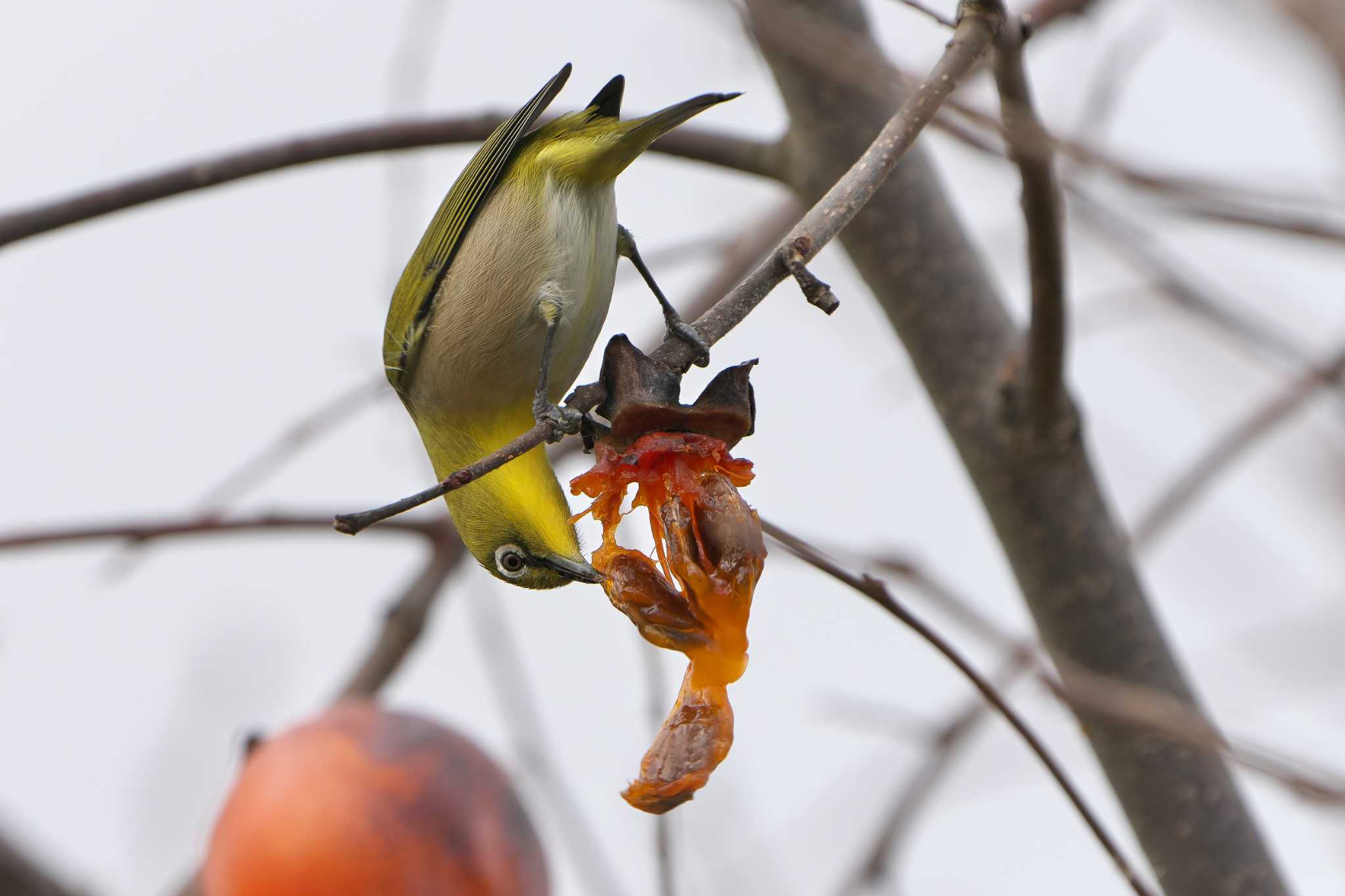 Photo of Warbling White-eye at 明石市 by 禽好き