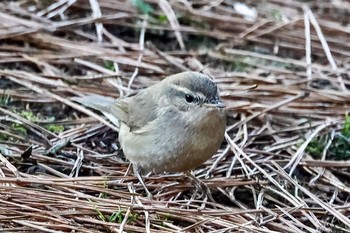 Dusky Warbler 埼玉県 Tue, 1/24/2023