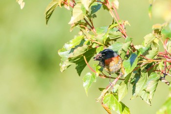 Collared Bush Robin 阿里山国家森林遊楽区 Sun, 7/17/2016