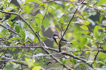 Green-backed Tit 阿里山国家森林遊楽区 Mon, 7/18/2016