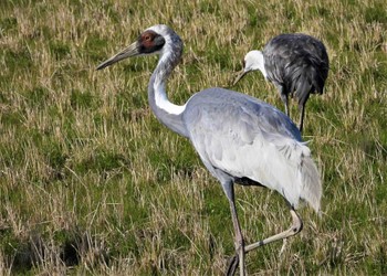 White-naped Crane 出水市 Sat, 1/21/2023