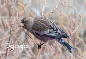 Asian Rosy Finch 茨城県 Sun, 1/15/2023