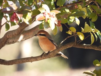 Bull-headed Shrike 御勅使南公園 Fri, 12/30/2022