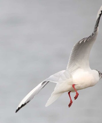 Black-headed Gull 東京都大田区 Fri, 4/6/2018