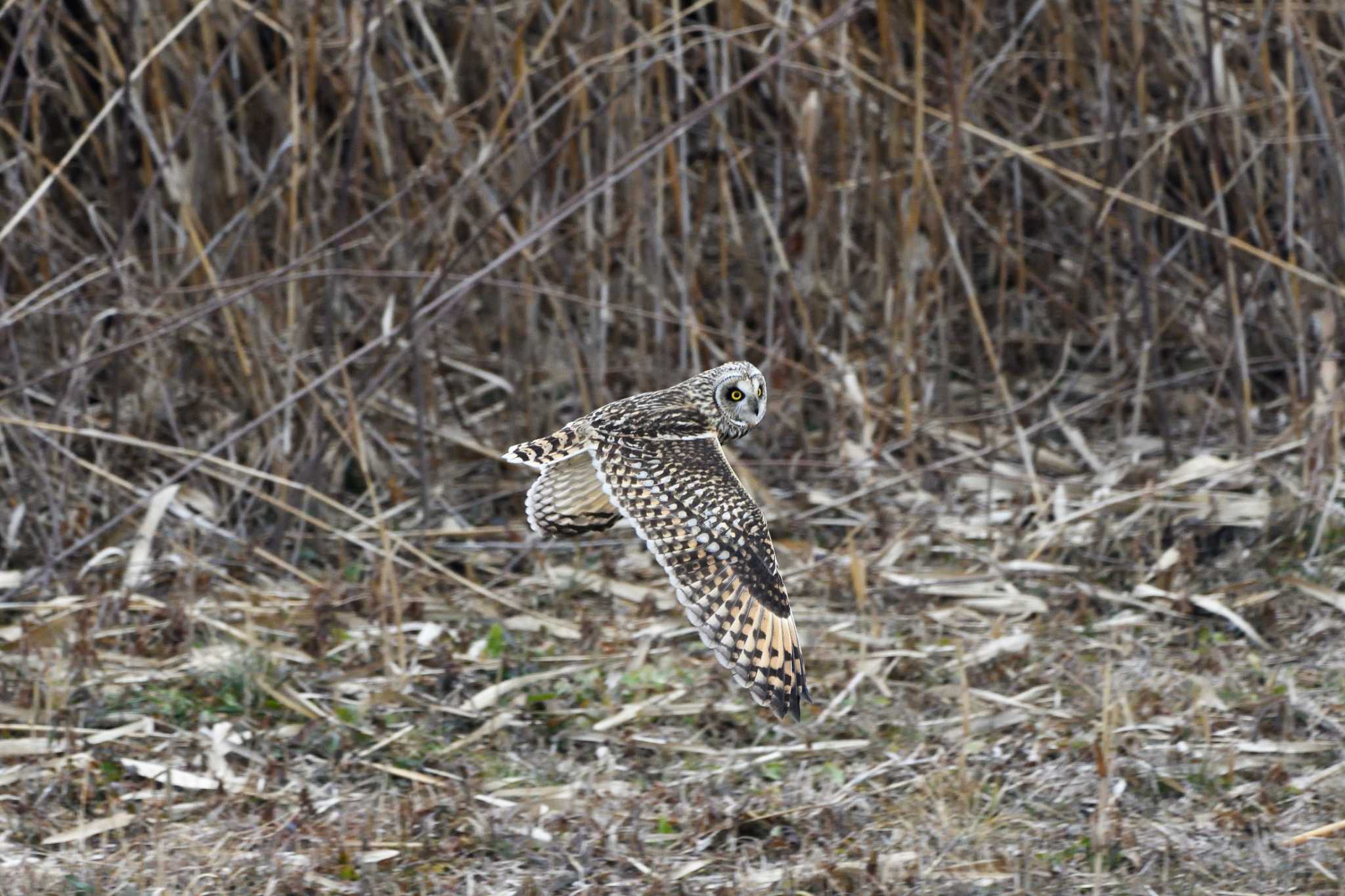 渡良瀬遊水地 コミミズクの写真 by すずめのお宿