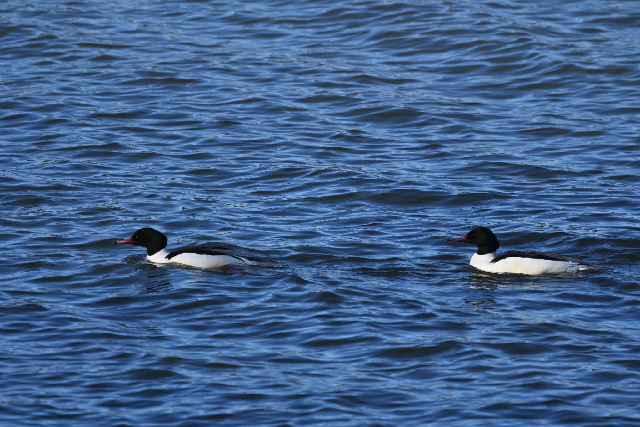 Common Merganser