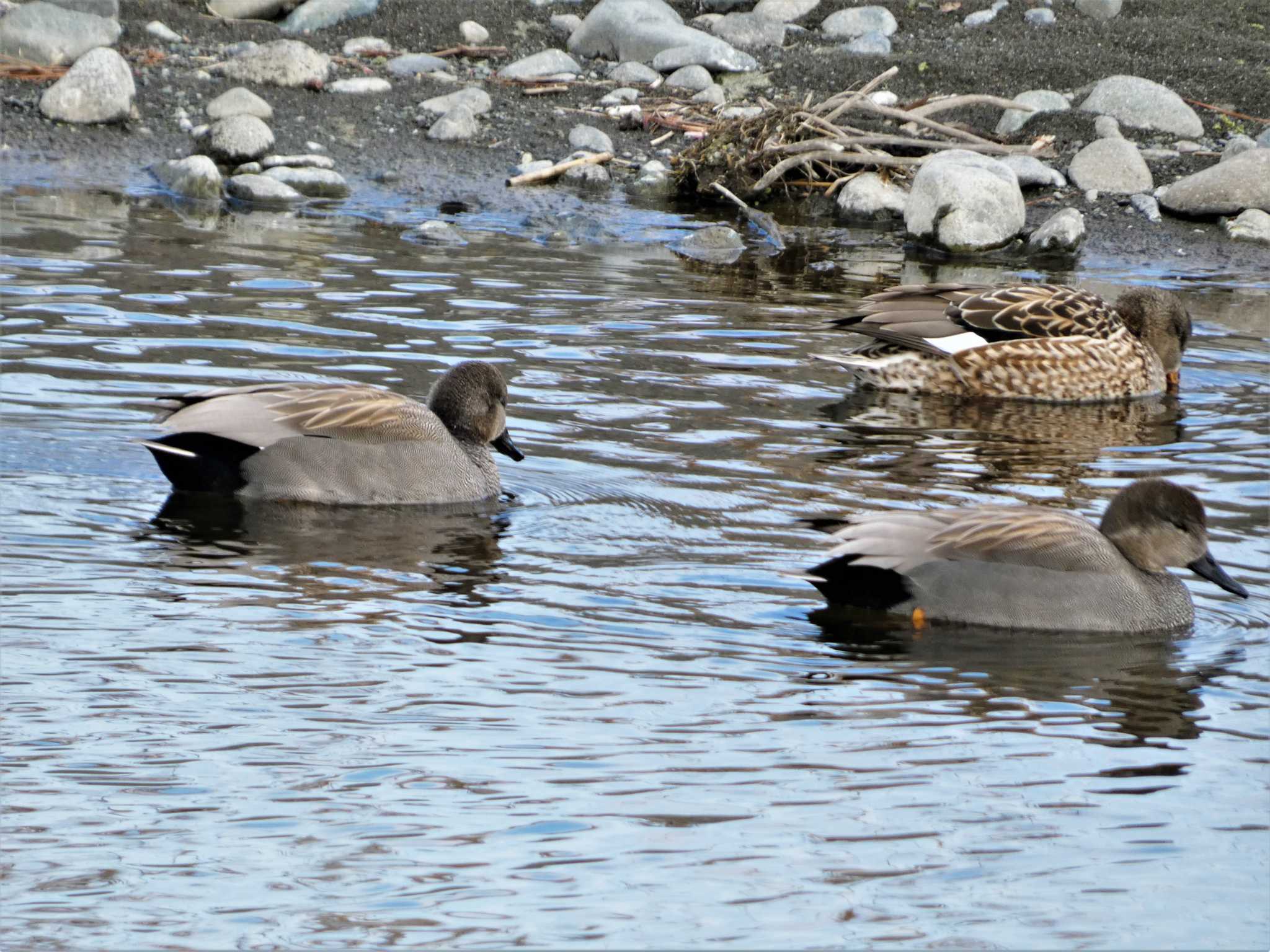 Gadwall