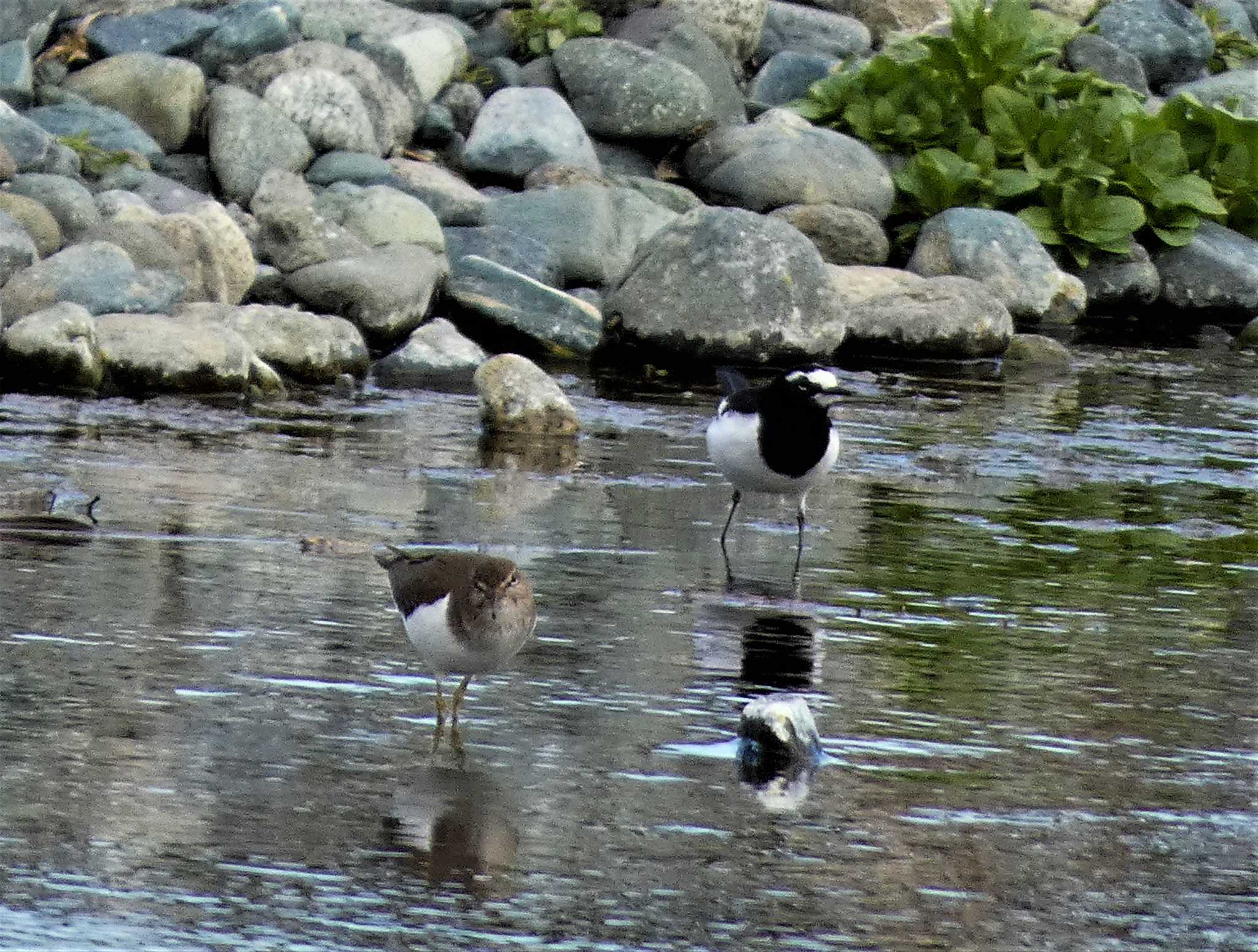 Common Sandpiper