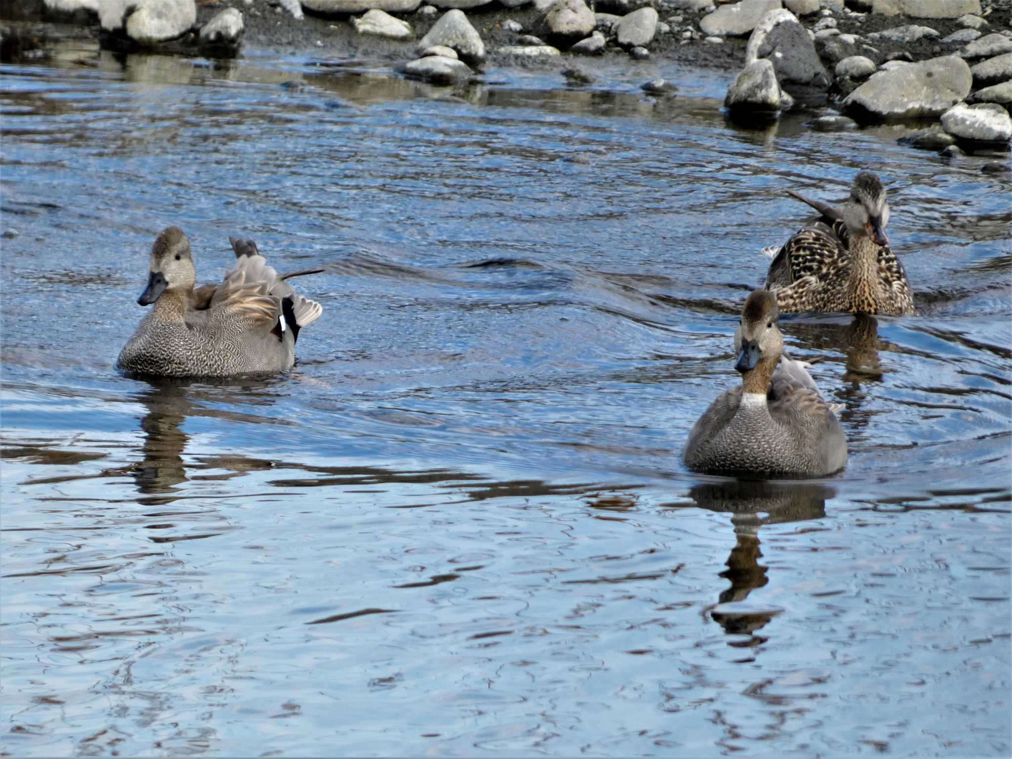 Gadwall