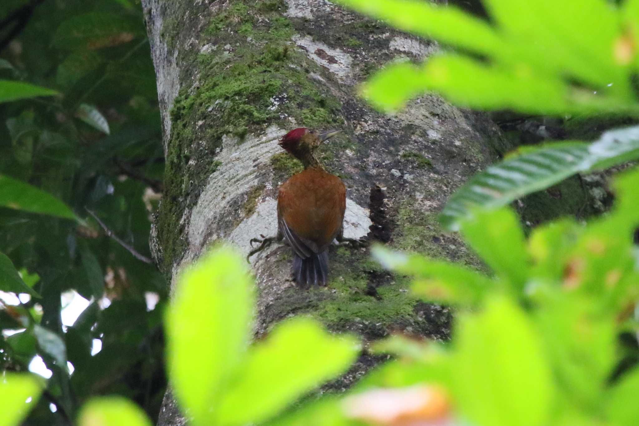 Buff-spotted Flameback by Nozomu 