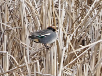 Sat, 1/21/2023 Birding report at 浮島ヶ原自然公園