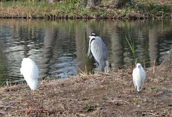 コサギ 仲郷親水公園 2023年1月21日(土)