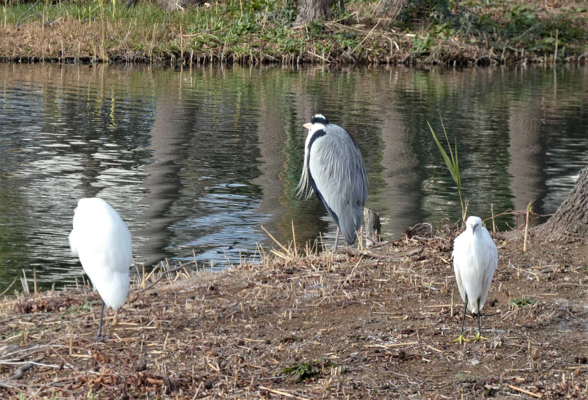 仲郷親水公園 コサギの写真 by koshi