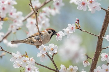 Eurasian Tree Sparrow Akashi Park Mon, 4/2/2018