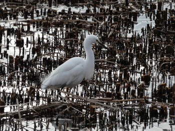 コサギ 浮島ヶ原自然公園 2023年1月21日(土)