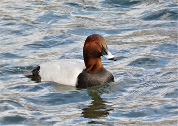 2023年1月21日(土) 仲郷親水公園の野鳥観察記録