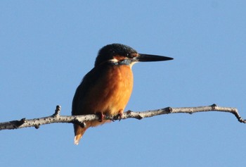 Common Kingfisher 東京 Sun, 1/1/2023