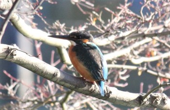 Common Kingfisher 東京 Sun, 1/1/2023