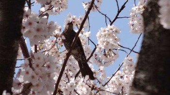 ヒヨドリ 庚申山総合公園 2018年4月1日(日)