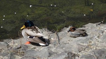 マガモ 庚申山総合公園 2018年4月1日(日)