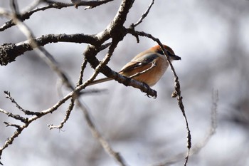 Wed, 1/25/2023 Birding report at Shinjuku Gyoen National Garden