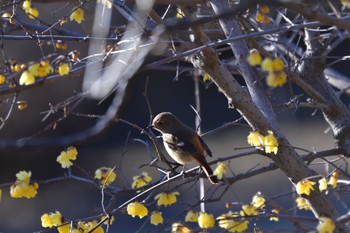 2023年1月25日(水) 昭和記念公園の野鳥観察記録