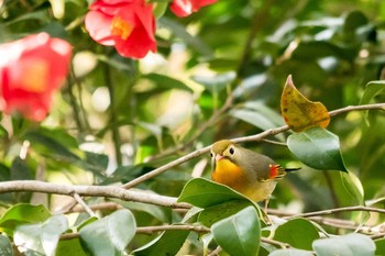 ソウシチョウ 昭和池公園 2018年4月2日(月)