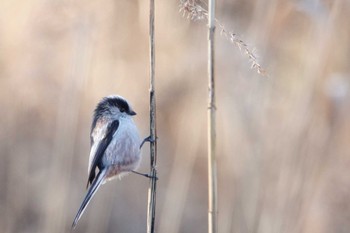 Long-tailed Tit Kitamoto Nature Observation Park Sun, 1/1/2023