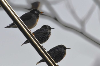 Common Starling 河北潟 Sun, 1/22/2023