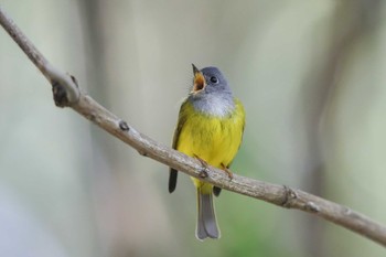 Grey-headed Canary-flycatcher 中国広東省 Sat, 1/26/2019