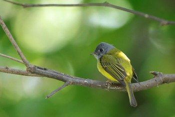 Grey-headed Canary-flycatcher 中国広東省 Sat, 1/26/2019