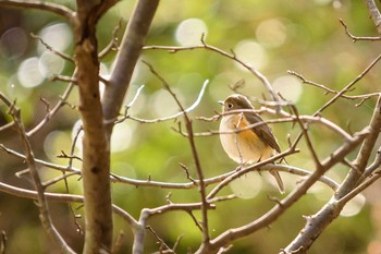 ルリビタキ 北九州　福智山ろく花公園 2018年2月11日(日)